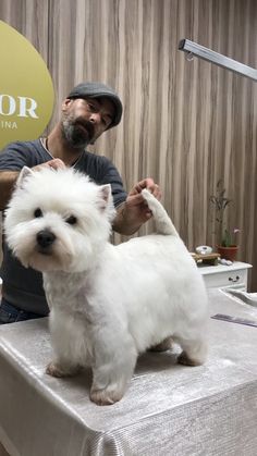 a small white dog standing on top of a table next to a man with a hat