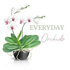 an orchid plant with white flowers in a black pot and the words, everyday orchids