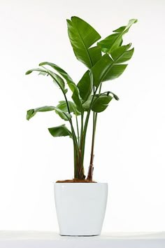 a potted plant sitting on top of a white table next to a window sill