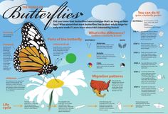 the life cycle of a butterfly