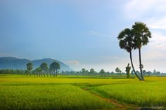 two palm trees stand in the middle of a green field with mountains in the background