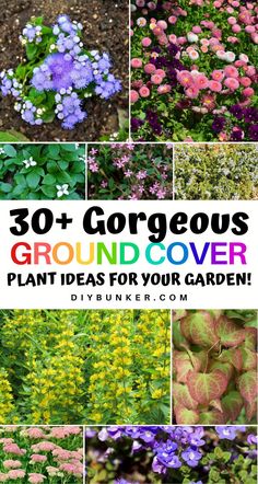 the cover image shows many different types of flowers and plants with text that reads, 30 + gorgeous ground cover plant ideas for your garden