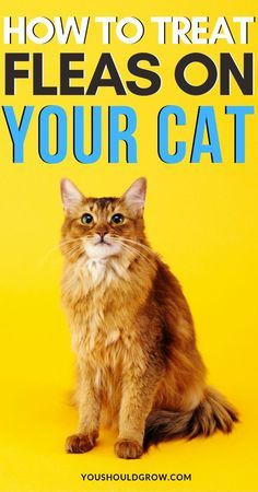 a cat sitting in front of a yellow background with the words how to treat fleas on your cat