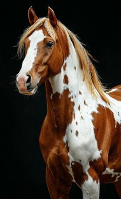 a brown and white horse standing in front of a black background