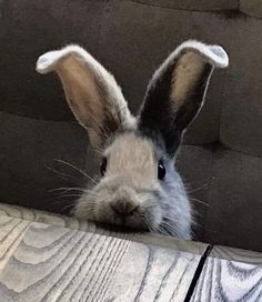 a close up of a rabbit's face peeking out from behind a wooden fence