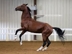 a brown horse standing on top of a dirt field