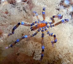 a blue and yellow spider sitting on top of a plant