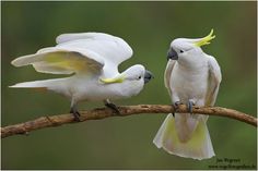 two white birds with yellow beaks are perched on a tree branch and looking at each other