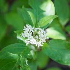 the small white flowers are blooming on the green leaves