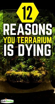 an aquarium with the words 12 reasons you terrarium is dying