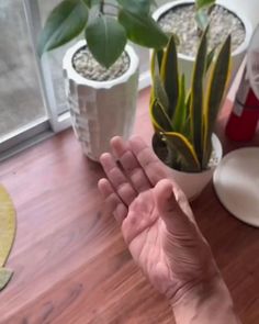 a person holding their hand out on a wooden floor next to some potted plants