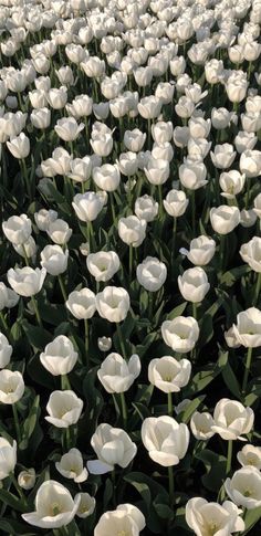 many white flowers are growing in the field