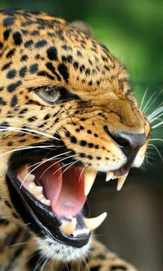 a leopard with its mouth open showing teeth