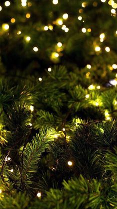 the words feelings are lit up in front of a background of pine needles and lights