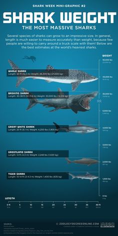 shark weight chart for the most massive sharks