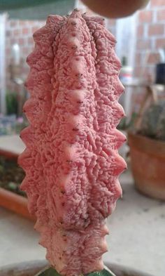 a large piece of meat sitting on top of a green plate next to a potted plant