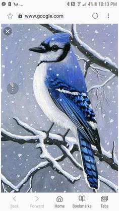 a painting of a blue jay perched on a snowy branch