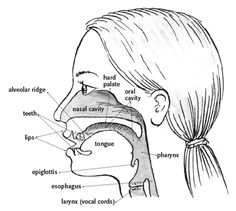 diagram of the nose and throat with labels on each side, labeled in text below