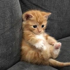 a small orange kitten sitting on top of a gray couch with its paws up in the air