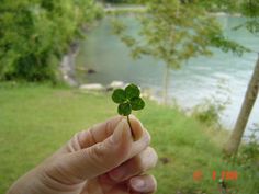 a person holding a small green leafed plant in front of a body of water