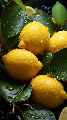 three lemons with green leaves and water droplets on them, next to some lemons