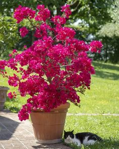 a black and white cat laying in the grass next to a potted plant with pink flowers