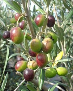 an olive tree with lots of green and red fruits