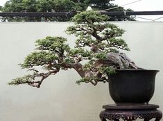 a bonsai tree sitting on top of a wooden table next to a white wall