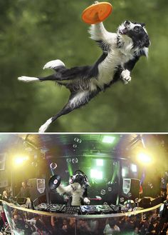 a dog jumping in the air to catch a frisbee