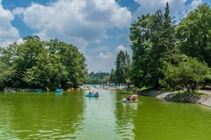 several people are in small boats on the green water, with trees lining both sides