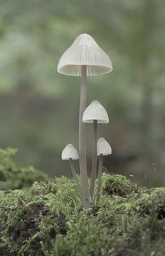 three mushrooms growing out of the mossy ground