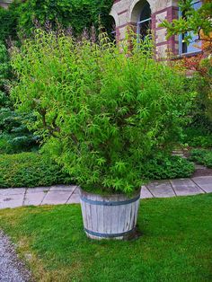 a potted plant sitting on top of a lush green field