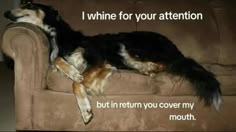 a dog laying on top of a couch with the caption i whine for your attention but in return you cover my mouth