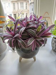 a potted plant sitting on top of a window sill next to other plants