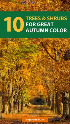 trees and shrubs for great autumn color with text overlay that reads, 10 trees & shrubs for great autumn color