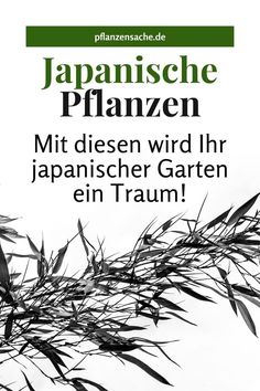 Japanische Pflanzen, hier finden Sie alle Infos über diese besondere Gartenkultur, von der Bepflanzung des Japangartens bis den schönsten Sorten! Japan