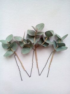 four green leaves are arranged on top of each other