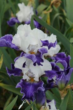 purple and white flowers are growing in the garden