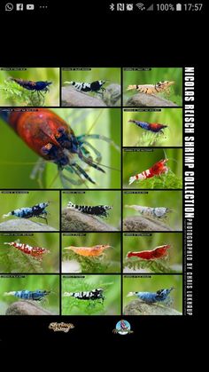 many different types of bugs and insects on a black background with text that reads,