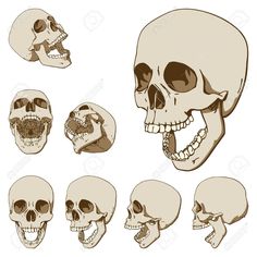 the human skull with different facial expressions and jawbones stock photo - 957982