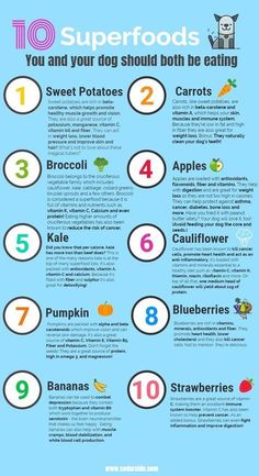 the ten superfoods you and your dog should be eating info poster with instructions on how to eat them