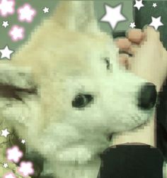 a white dog with stars around it's head being petted by its owner