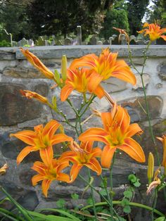 orange flowers are blooming in front of a stone wall