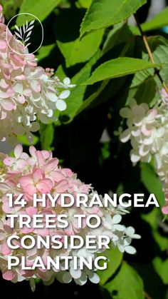 Vanilla Strawberry Hydrangea Landscape, Pinky Winky Hydrangea Tree