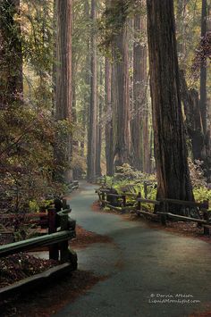 a path in the middle of a forest surrounded by tall trees