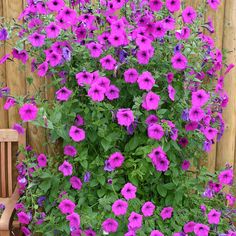 purple petunias growing in a pot next to a wooden bench