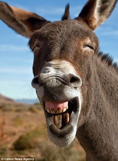 a donkey with its mouth open and it's tongue out