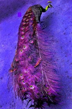 a peacock with its feathers spread out on the ground