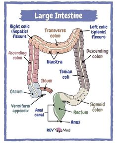 an image of a diagram of the intestine