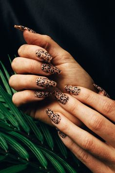 Are you looking for wild, showstopper nails to own the spotlight? Put your instinctive side on full display with the Wild Instinct Nailz from Rave Nailz! The Cheetah prints look absolutely stunning, helping you to stand out from the crowd. Each kit features 24 nails in different sizes, nail glue, and a nail file for a perfect fit within minutes. These gorgeous ballerina press-on nails come with a matte finish which, let's just say, looking amazing! So the next time you're worried about a unique Rock Nails, Cheetah Print Nails, Leopard Print Nails, Cute Nail Art Designs, Leopard Nails, Coffin Shape Nails, Animal Print Nails, Trendy Nail Art, Classy Nails